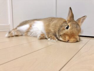 初心者必見！うさぎの飼い方ガイド：はじめてのうさぎライフ