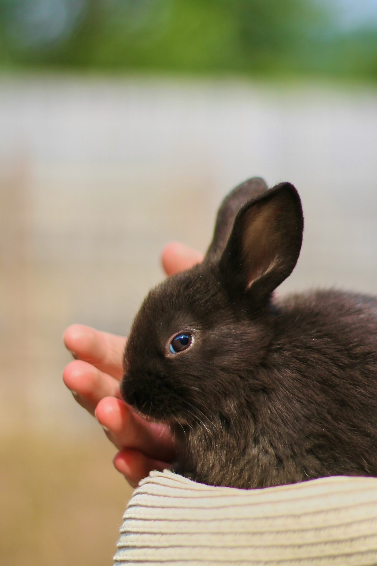 うさぎ飼育に必要なもの：初心者向けガイド