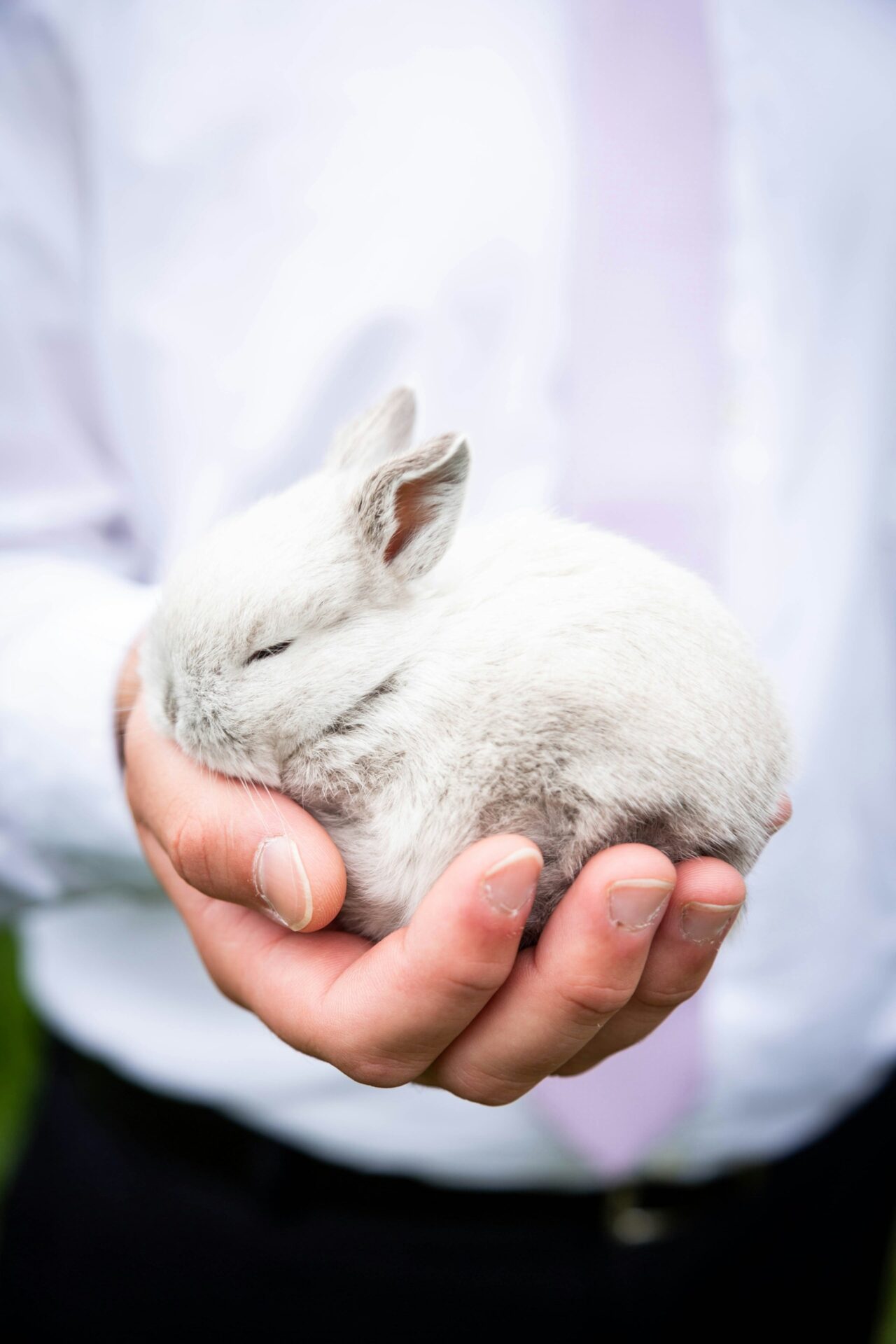 うさぎともっと仲良くなりたい？うさぎになつかれる方法